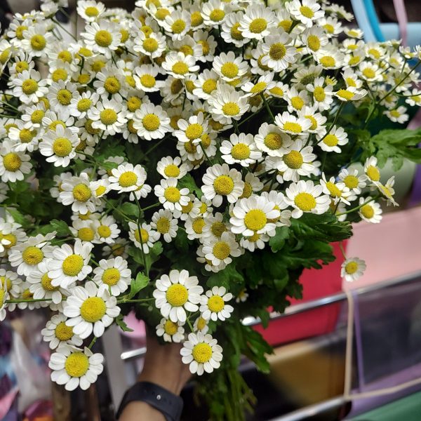 گل بابونه