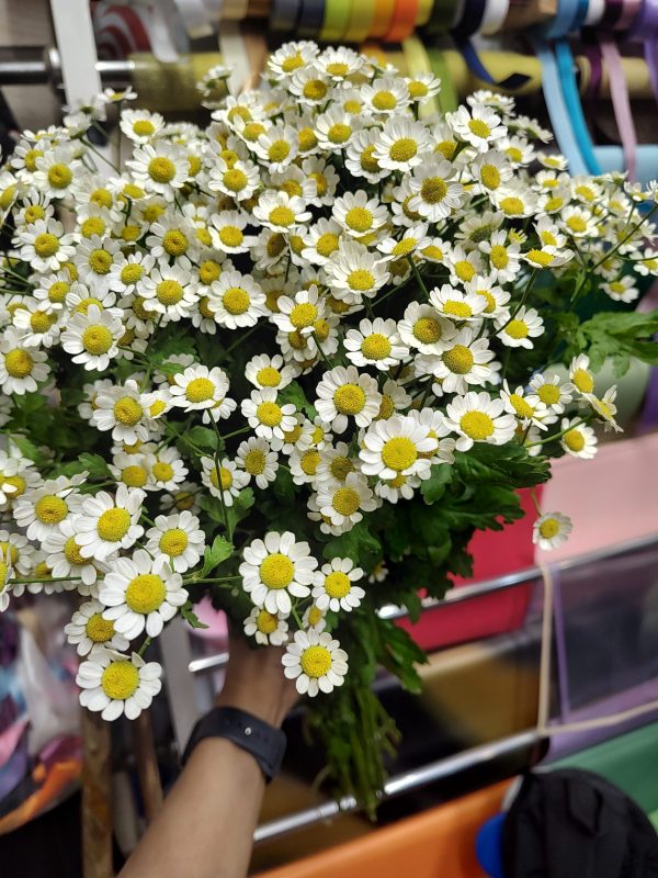 گل بابونه