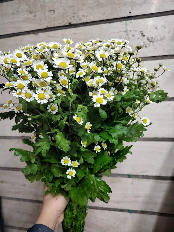 گل بابونه