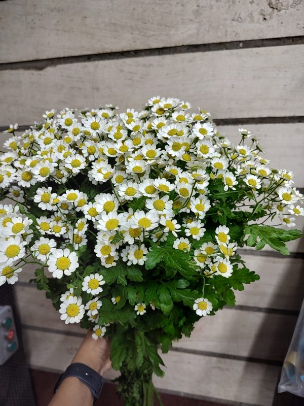 گل بابونه