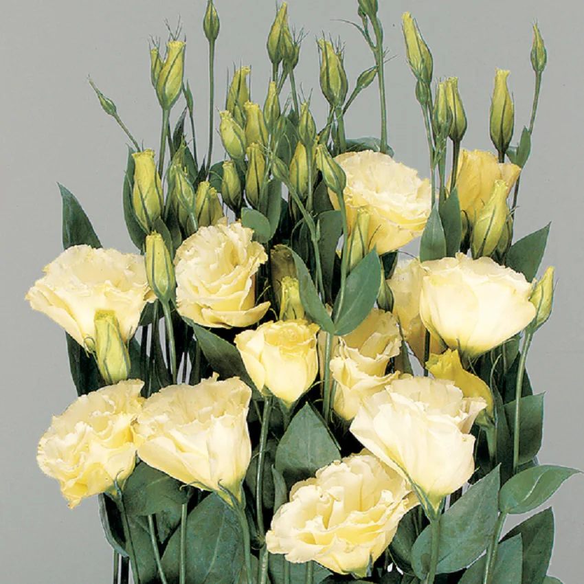 گل لیسانتوس