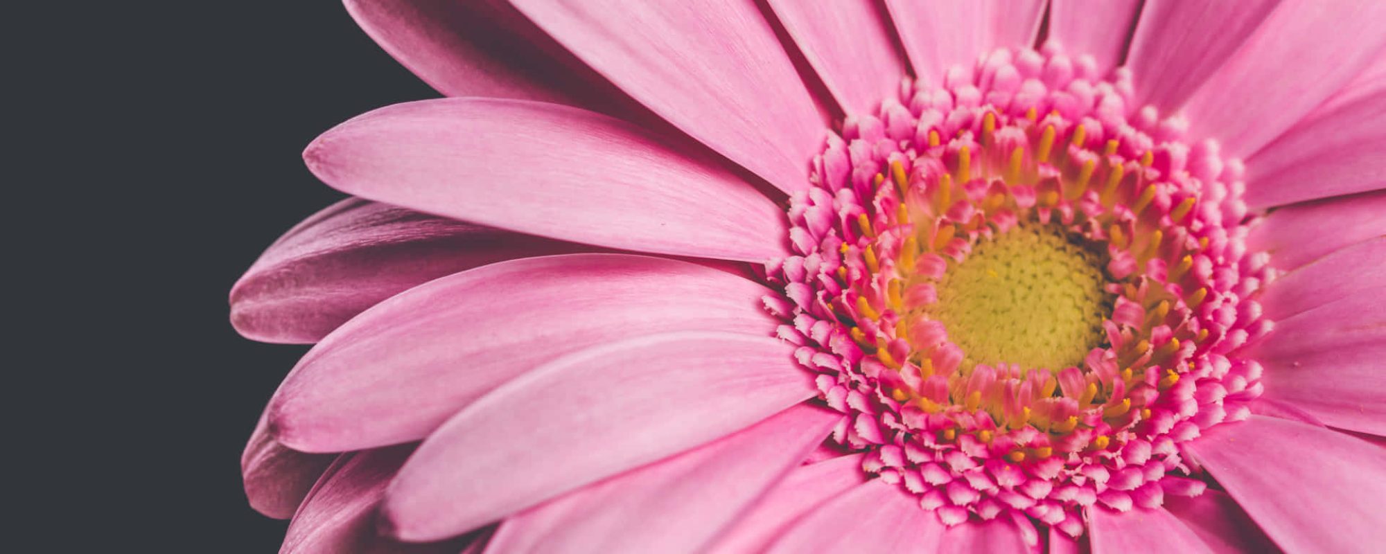 flowers-close-up-fyz22eq27aec131j